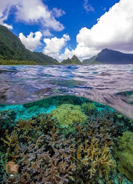 Coral reefs at Ofu Island in National Park of American Samoa/NPS