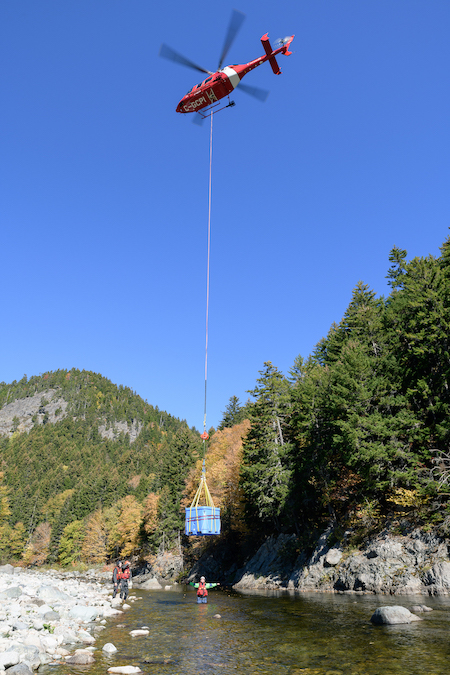 Kurt Samways directs a helicopter pilot where to land a land of 30 Atlantic salmon. Kurt Samways directs a helicopter pilot where to land a land of 30 Atlantic salmon.