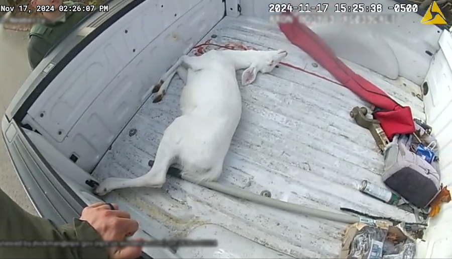 This piebald deer was illegally shot by a man on M Highway, who was arrested soon after / NPS