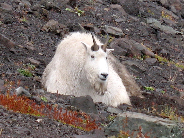 Mountain goat at Olympic National Park/NPS Mountain goat at Olympic National Park/NPS