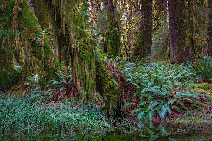 The Quinalt Rain Forest nearby offers more expanse to roam and explore the vegetation/Rebecca Latson The Quinalt Rain Forest nearby offers more expanse to roam and explore the vegetation/Rebecca Latson