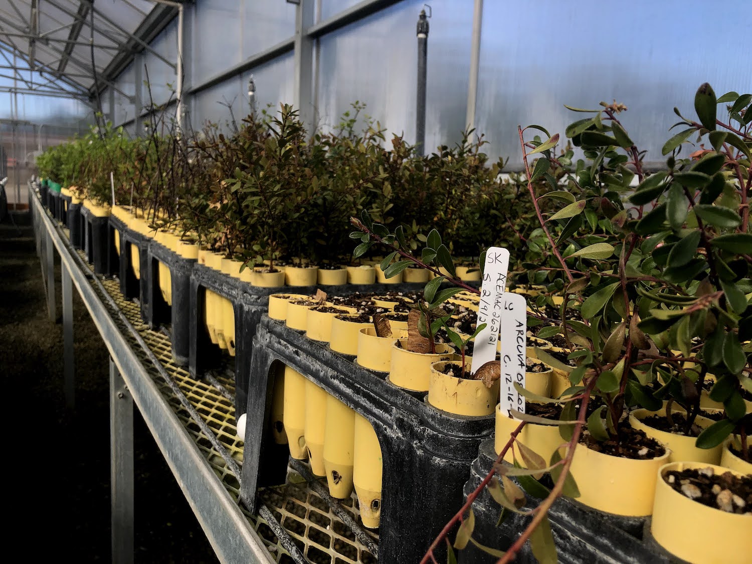 A nursery program at Olympic National Park helps revegetate the park/NPS
