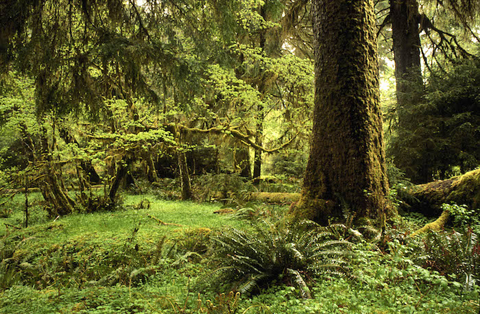 The Olympic Rain Forest, Olympic National Park/NPS The Olympic Rain Forest, Olympic National Park/NPS