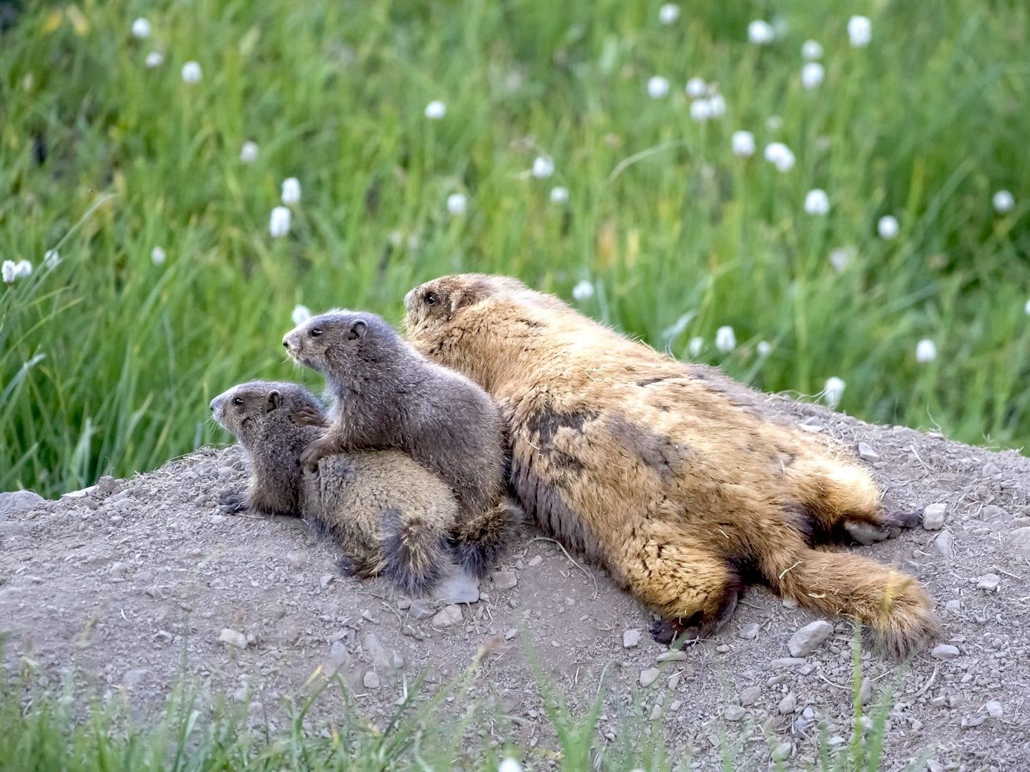 Olympic marmots don't have sweat glands to help cool off, so they often will be seen lying prostrate on rocks or snow/Rick Klawitter