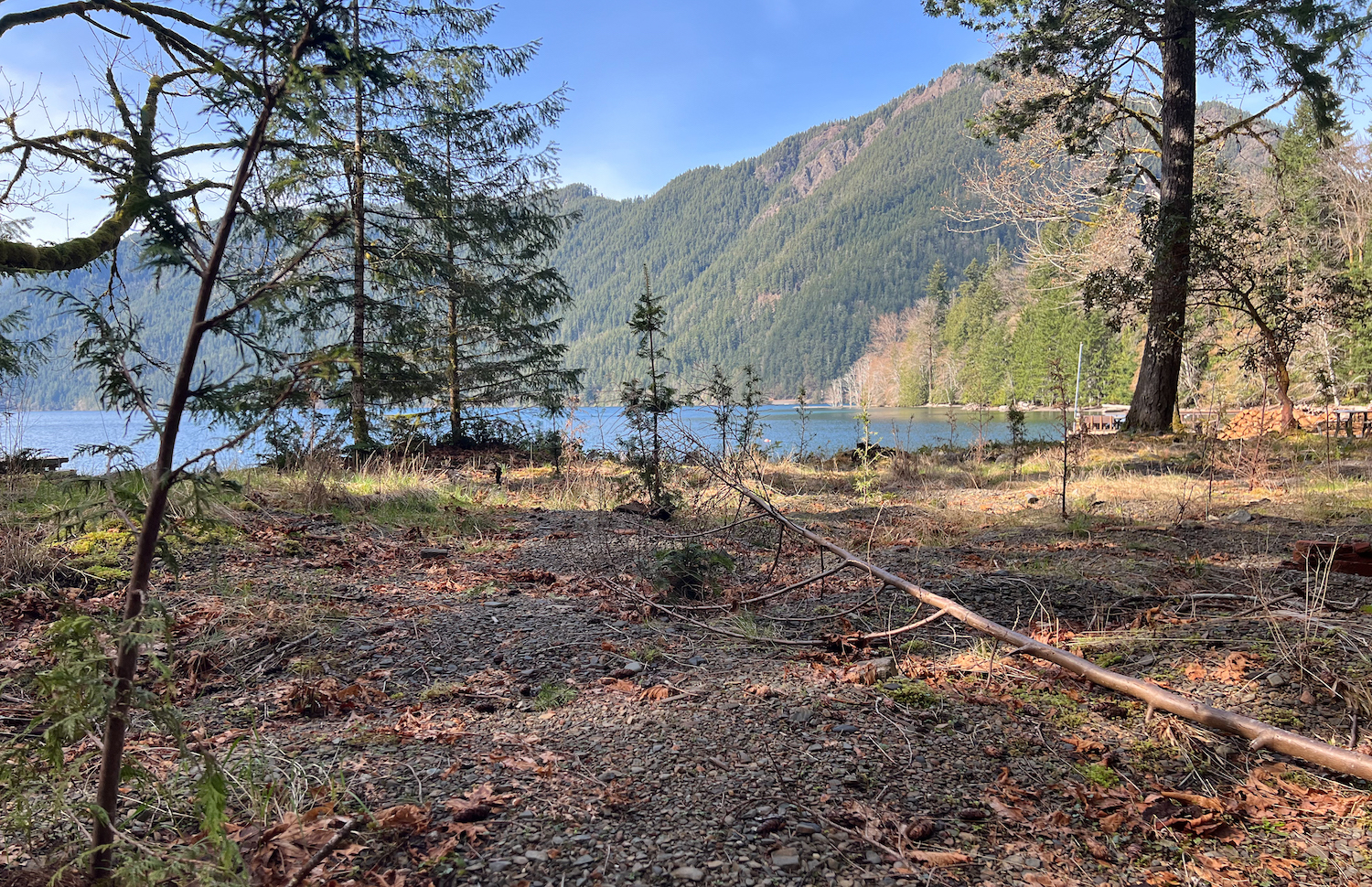 Young saplings have been planted near Lake Crescent/NPS Young saplings have been planted near Lake Crescent/NPS