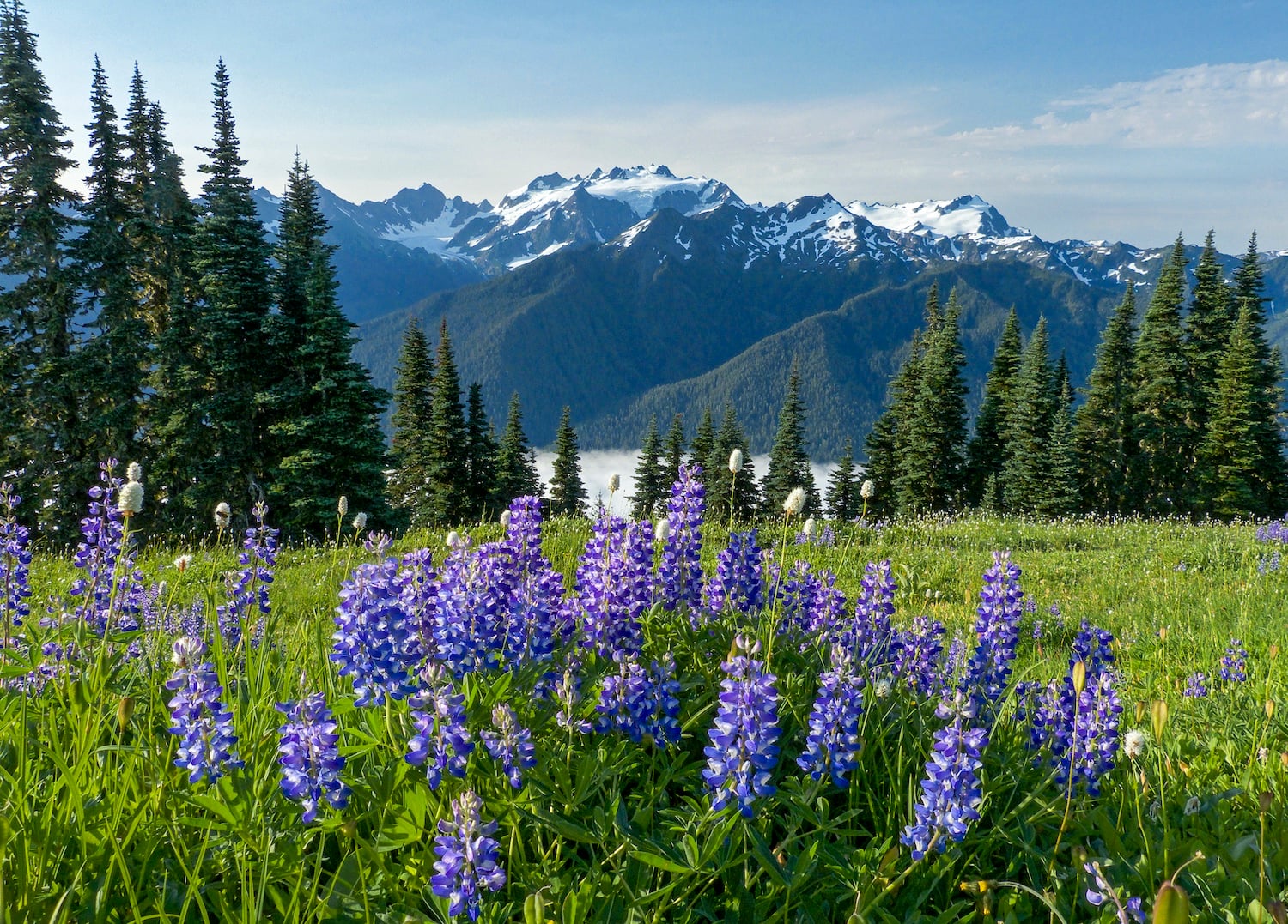 The wild Olympic Peninsula of Washington state/John Gussman