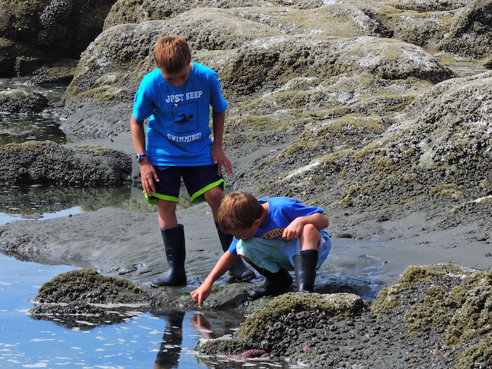 Wonders held in tidal pools at Olympic National Park/Lee Dalton Wonders held in tidal pools at Olympic National Park/Lee Dalton