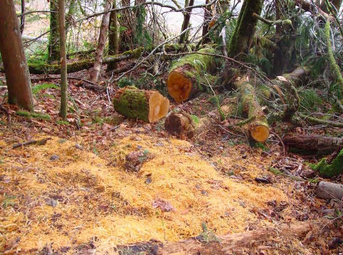 Stolen Bigleaf maple wood from Olympic National Park/U.S. Attorney's office