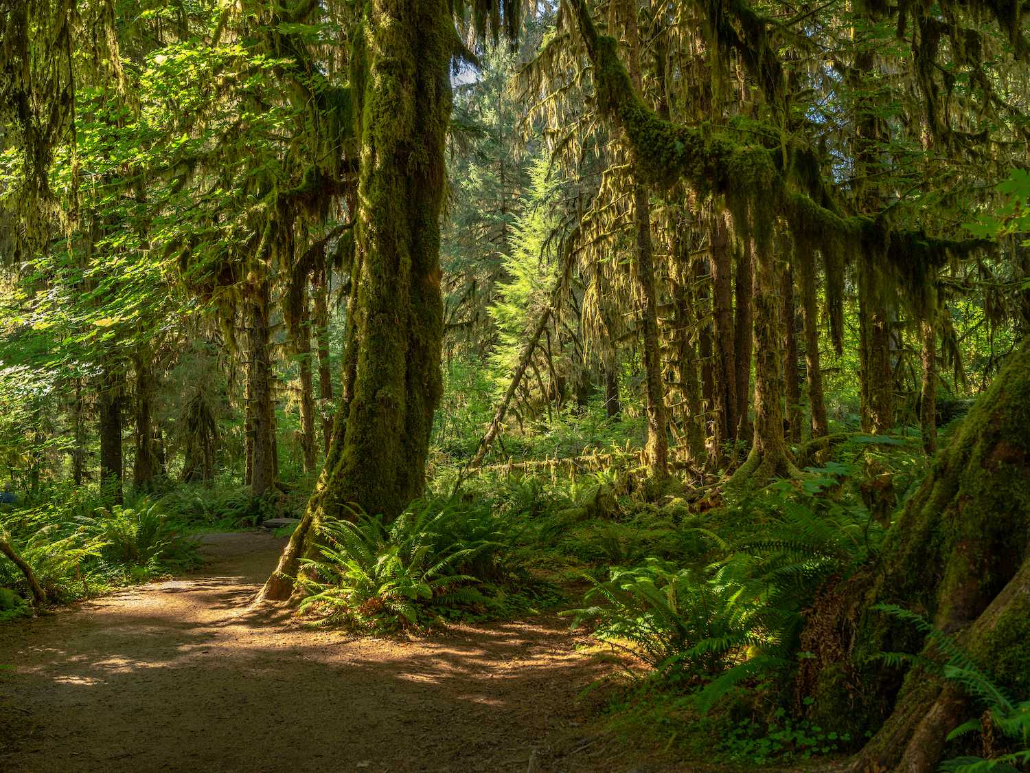 Is the Hoh Rain Forest in Olympic National Park the most breathtaking place you've seen in the National Park System?/Rebecca Latson file