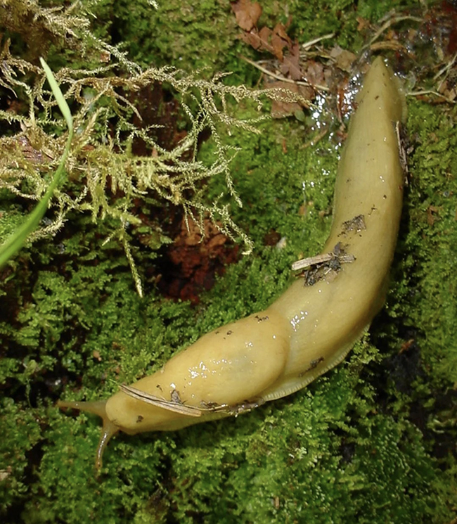 A banana slug, Olympic National Park / National Park Service