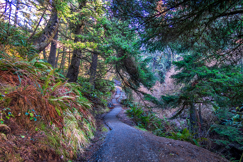 The trail from Beach 4 back up to the top, Olympic National Park / Rebecca Latson The trail from Beach 4 back up to the top, Olympic National Park / Rebecca Latson