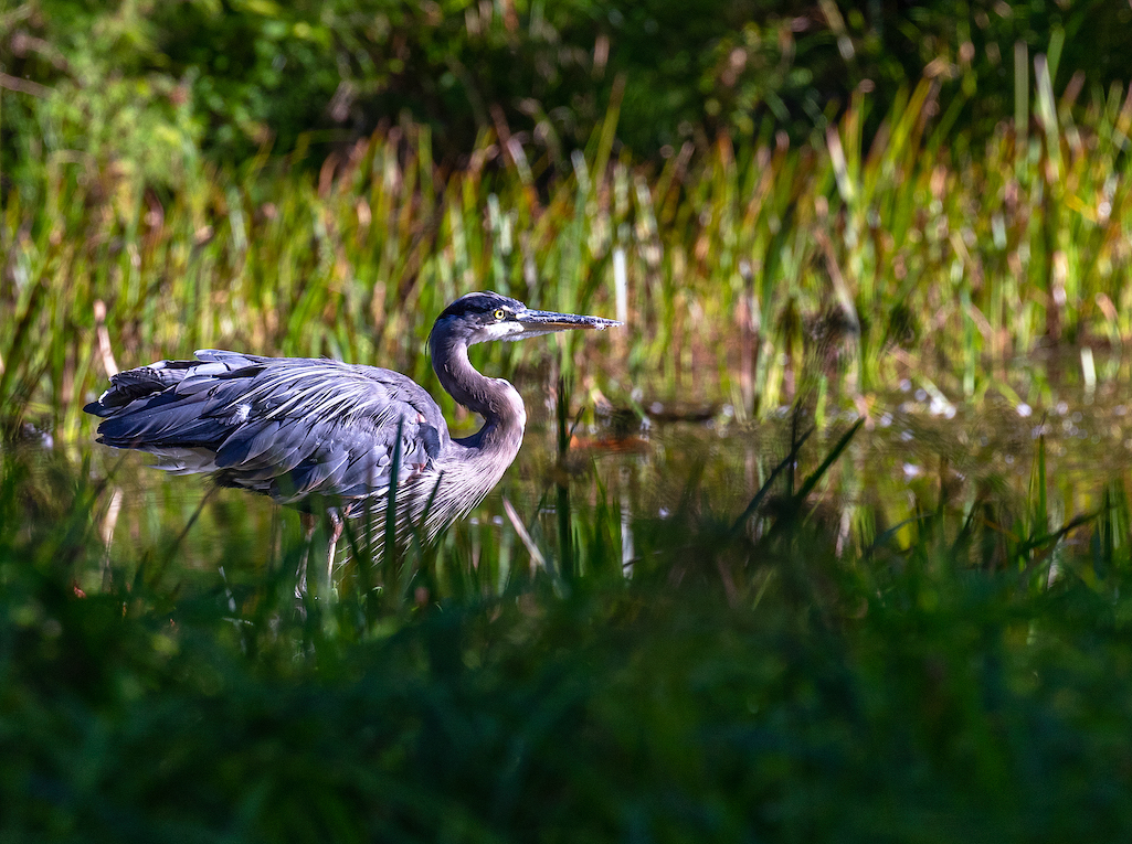 Great blue heron, Olympic National Park/Rebecca Latson file Great blue heron, Olympic National Park/Rebecca Latson file