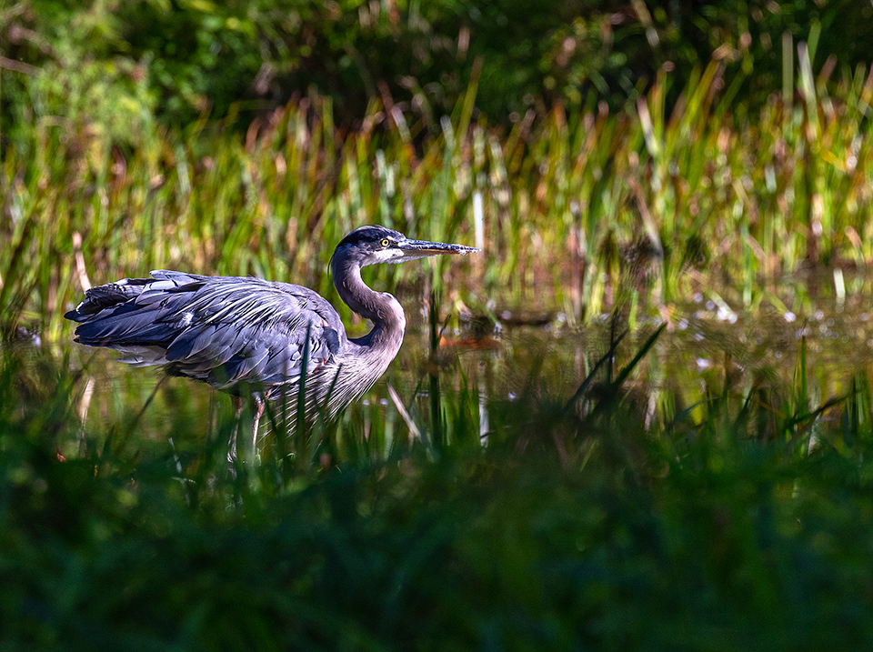 Preparing for takeoff, Hoh Rain Forest, Olympic National Park / Rebecca Latson
