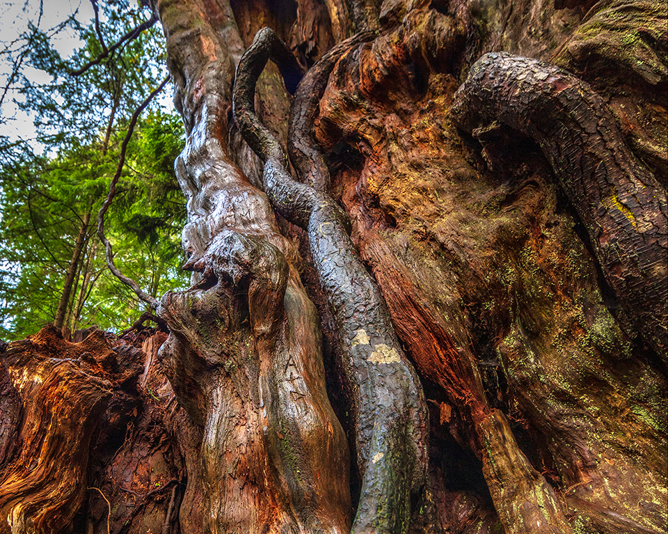 Graffiti etched into a living tree, Olympic National Park / Rebecca Latson Graffiti etched into a living tree, Olympic National Park / Rebecca Latson