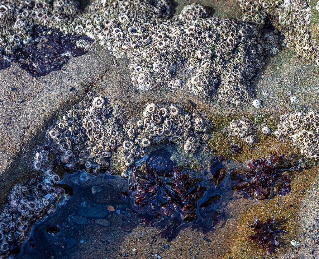 Winter tide pool denizens, Beach 4, Olympic National Park / Rebecca Latson Winter tide pool denizens, Beach 4, Olympic National Park / Rebecca Latson