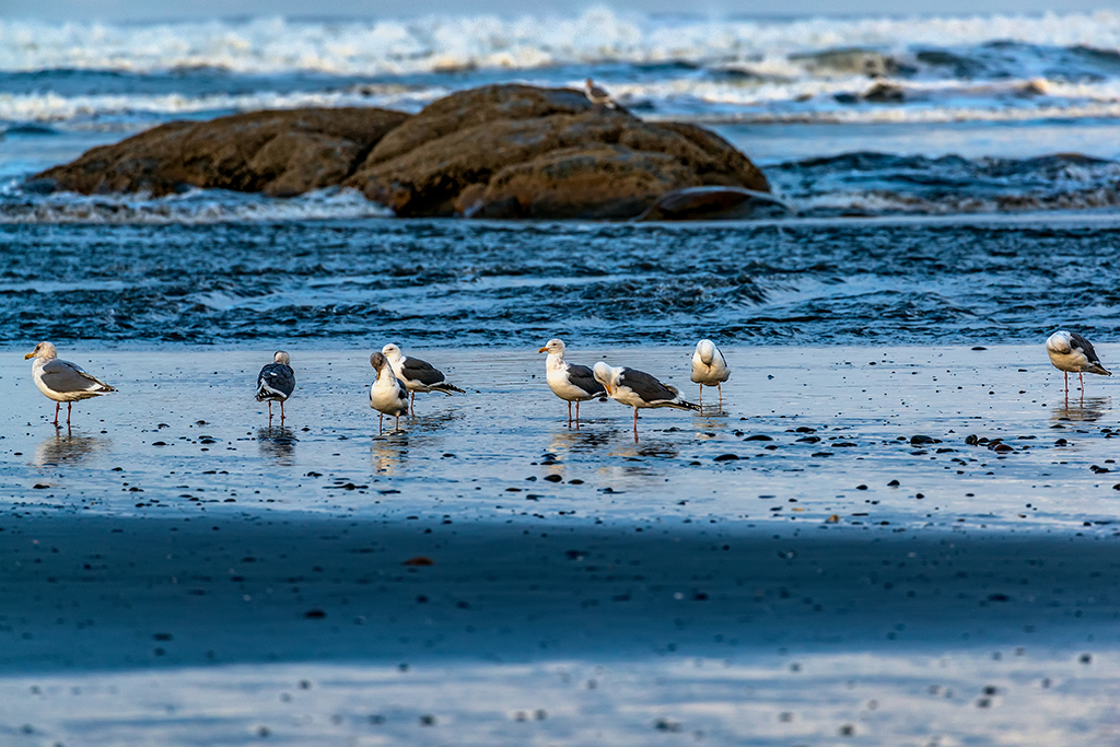 Seagulls, Olympic National Park / Rebecca Latson Seagulls, Olympic National Park / Rebecca Latson
