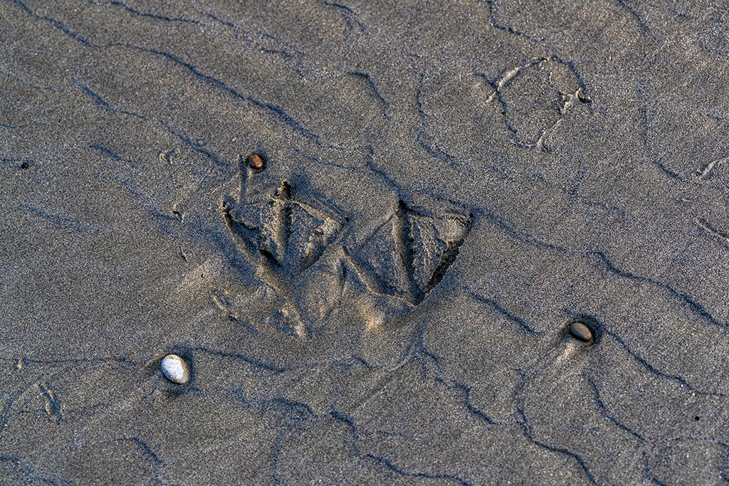 Flipper prints in the sand, Olympic National Park / Rebecca Latson Flipper prints in the sand, Olympic National Park / Rebecca Latson