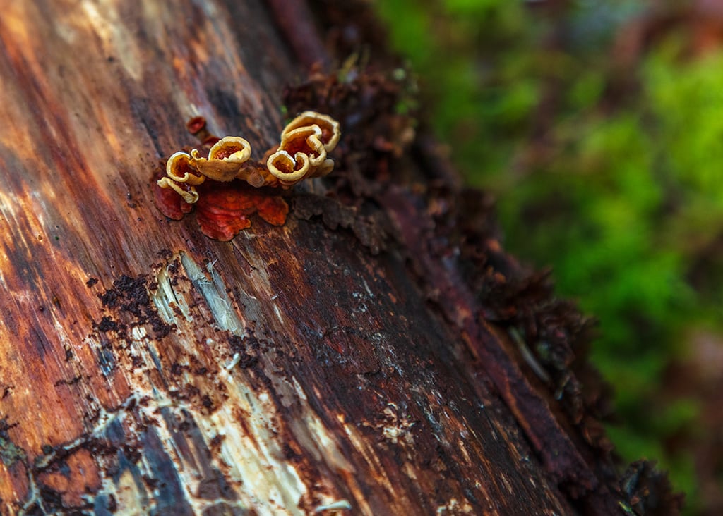 Little fungus on a log, Quinault Rainforest, Olympic National Park / Rebecca Latson Little fungus on a log, Quinault Rainforest, Olympic National Park / Rebecca Latson