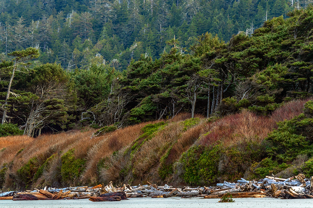 Beach bluff scenery, Olympic National Park / Rebecca Latson Beach bluff scenery, Olympic National Park / Rebecca Latson