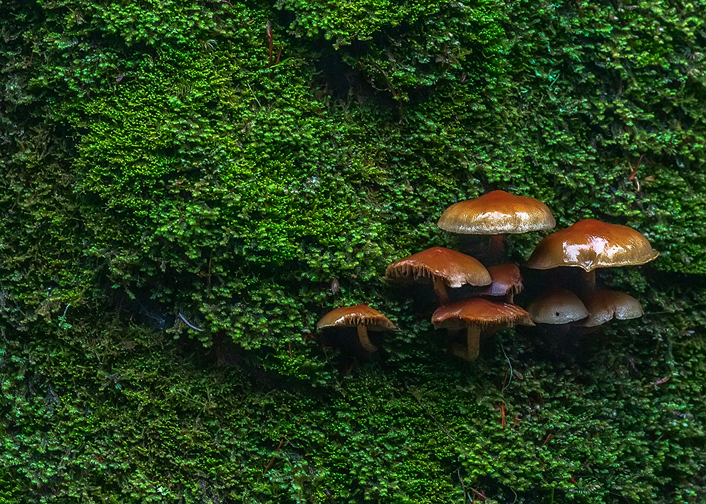 Brown on green, Quinault Rainforest, Olympic National Park / Rebecca Latson Brown on green, Quinault Rainforest, Olympic National Park / Rebecca Latson