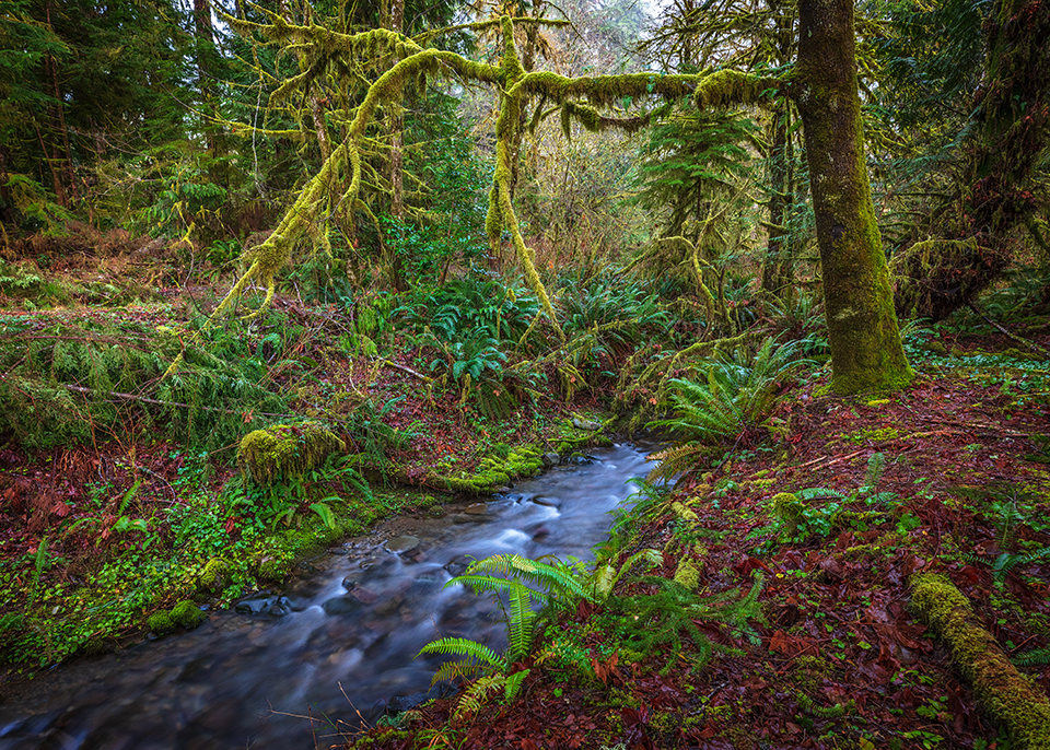 A wet winter's day at July Creek, Quinault Rain Forest, Olympic National Park / Rebecca Latson A wet winter's day at July Creek, Quinault Rain Forest, Olympic National Park / Rebecca Latson