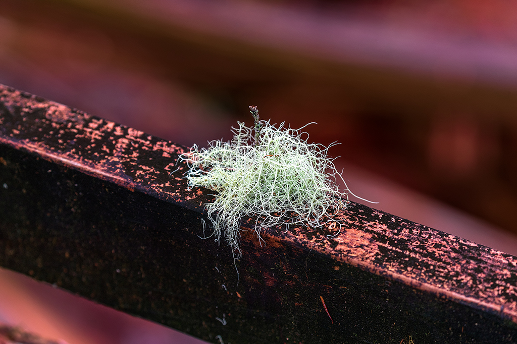Fruticose lichen, Quinault Rainforest, Olympic National Park / Rebecca Latson Fruticose lichen, Quinault Rainforest, Olympic National Park / Rebecca Latson