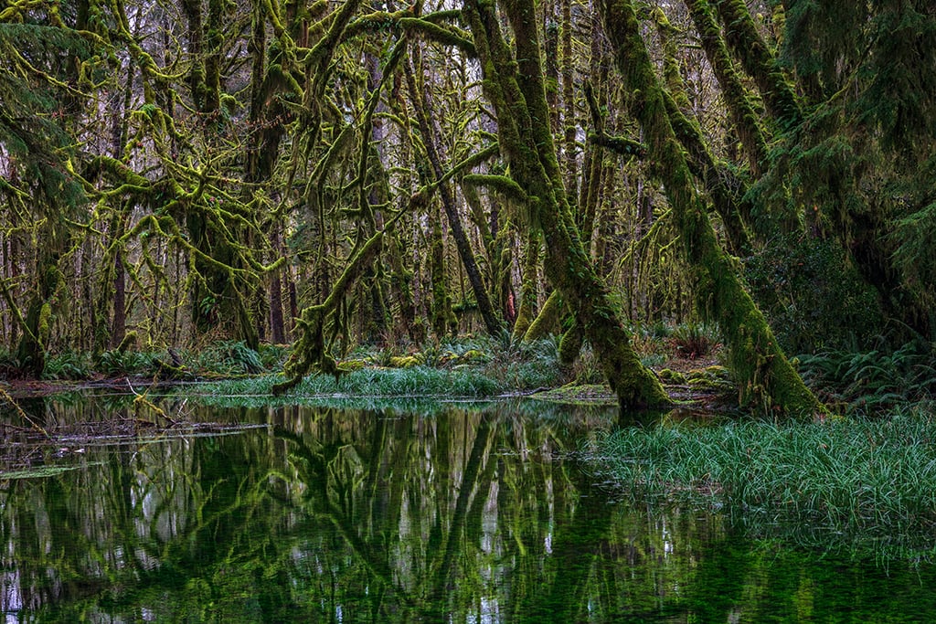 Haunting scenery, Quinault Rainforest, Olympic National Park / Rebecca Latson Haunting scenery, Quinault Rainforest, Olympic National Park / Rebecca Latson