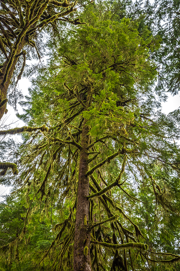 A very tall tree, Quinault Rainforest, Olympic National Park / Rebecca Latson A very tall tree, Quinault Rainforest, Olympic National Park / Rebecca Latson