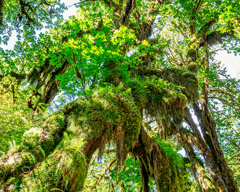 Epiphytes on a big leaf maple, Hoh Rain Forest, Olympic National Park / Rebecca Latson