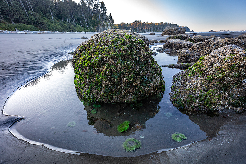 Anemones in a tidepool, Ruby Beach, Olympic National Park / Rebecca Latson