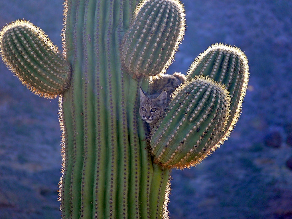 Organ Pipe Cactus National Monument is full of surprises/NPS Organ Pipe Cactus National Monument is full of surprises/NPS