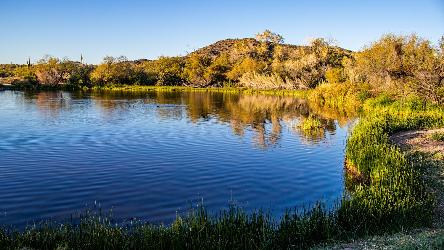 For thousands of years Quitobaquito Springs has quenched the thirst of travelers/Eric Jay Toll