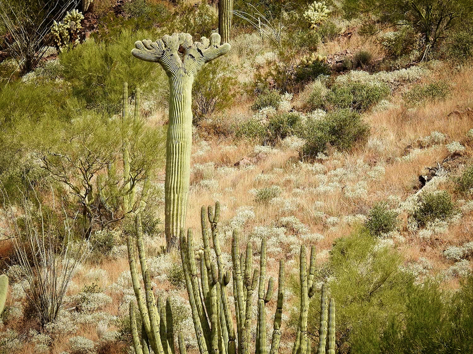 A quirky cactus, Organ Pipe Cactus National Monument / Jennifer Bain A quirky cactus, Organ Pipe Cactus National Monument / Jennifer Bain