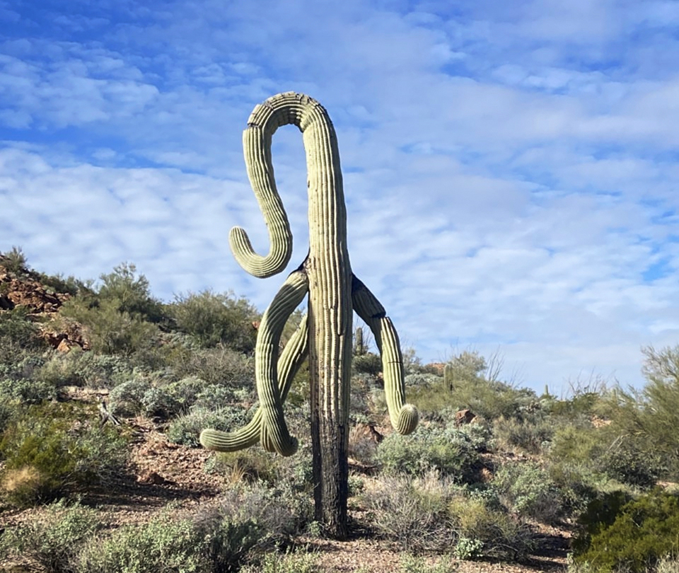 Looking a little droopy, Organ Pipe Cactus National Monument / NPS - B. Cherry