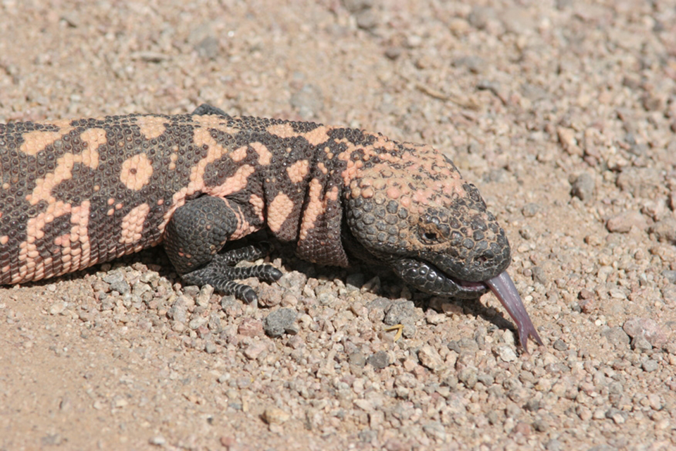 A big "chonk" of a lizard, Organ Pipe Cactus National Monument / NPS