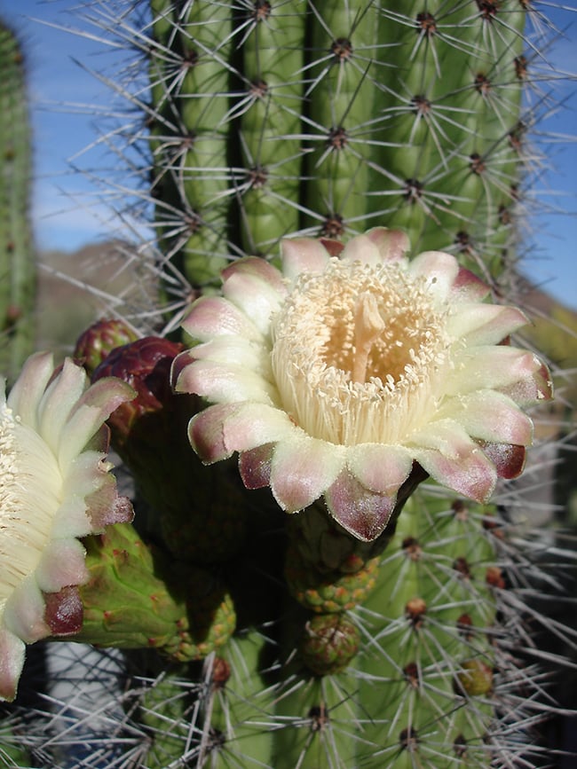 Organ pipe cactus in bloom, Organ Pipe Cactus National Monument / NPS file