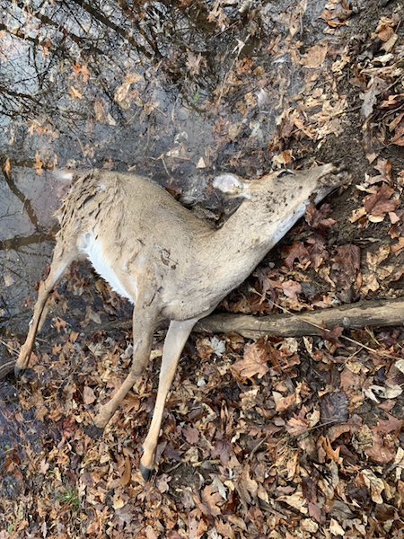 Ozark National Scenic Riverways is seeking assistance to identify the person or persons suspected of recent deer poaching violations/NPS Ozark National Scenic Riverways is seeking assistance to identify the person or persons suspected of recent deer poaching violations/NPS