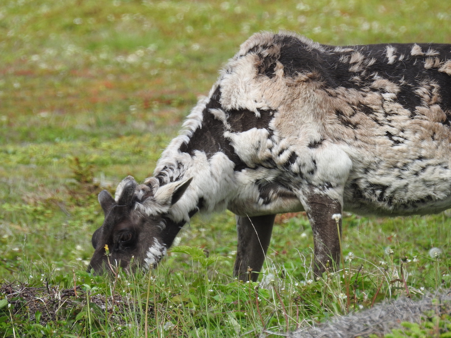 A Woodland caribou, its brown summer coat mixed with its white winter coat, forages in Port au Choix National Historic Site in western Newfoundland. A Woodland caribou, its brown summer coat mixed with its white winter coat, forages in Port au Choix National Historic Site in western Newfoundland.