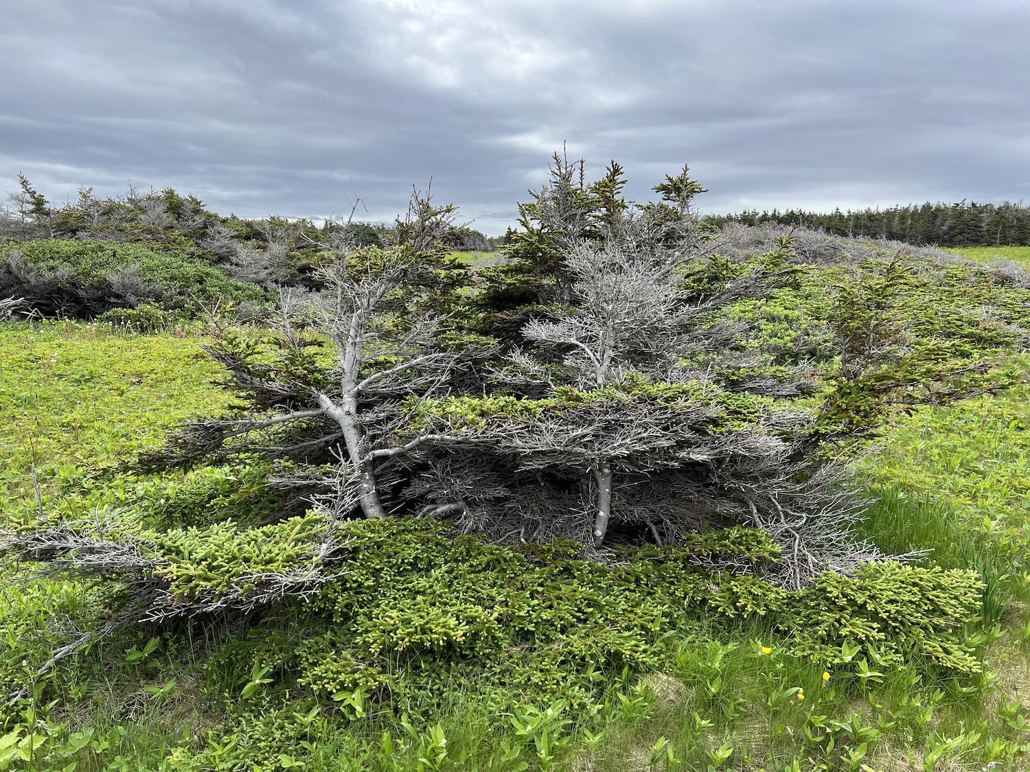 Newfoundlanders call these stunted coastal trees "tuckamore." Newfoundlanders call these stunted coastal trees "tuckamore."