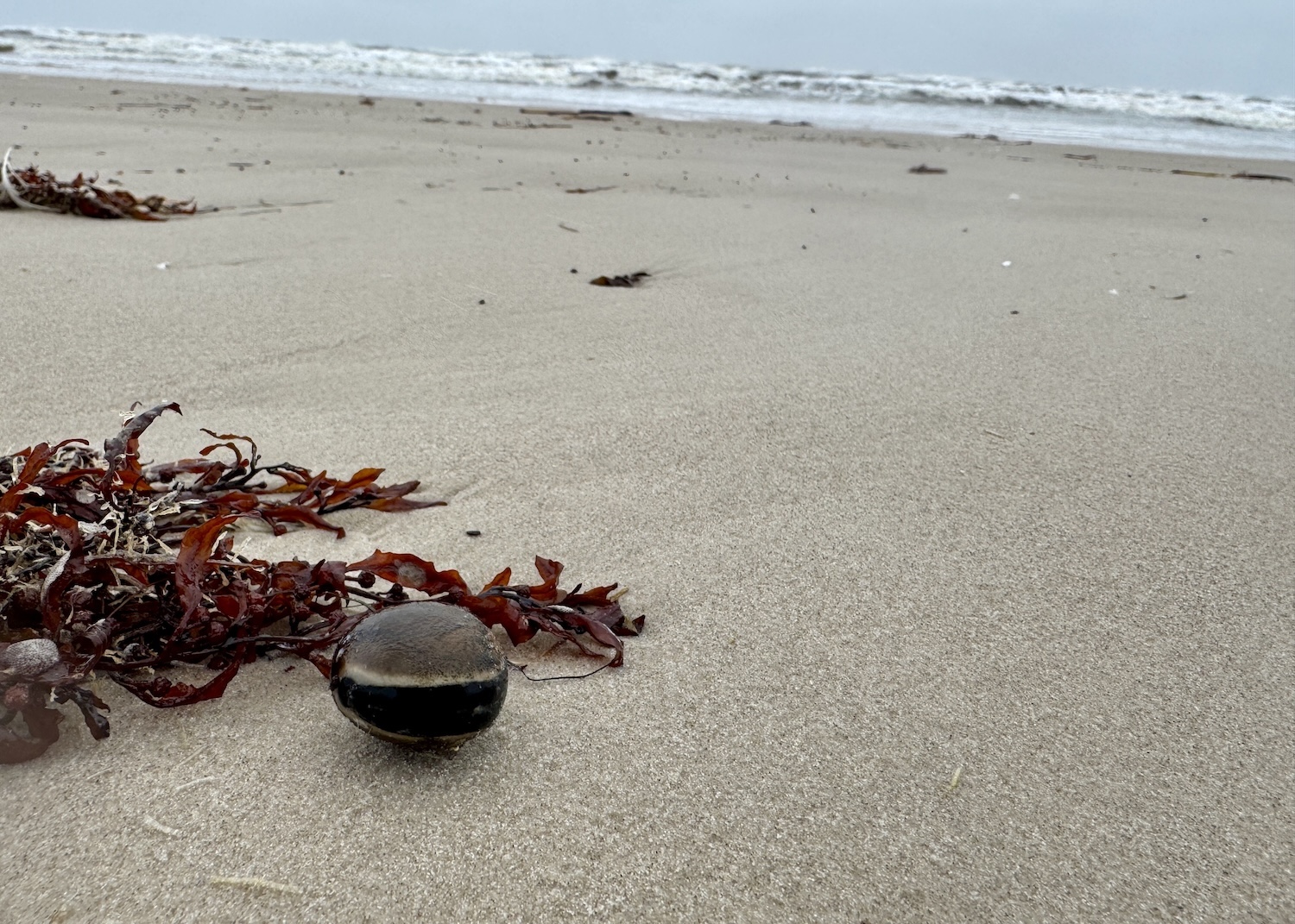 A hamburger bean awaits beachcombers at Padre Island National Seashore in Corpus Christi, Texas. A hamburger bean awaits beachcombers at Padre Island National Seashore in Corpus Christi, Texas.
