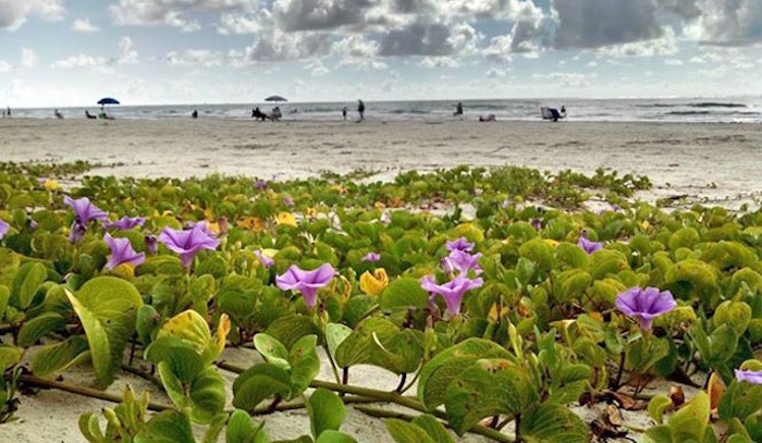 Railroad vine on beach at Padre Island National Seashore/NPS Railroad vine on beach at Padre Island National Seashore/NPS