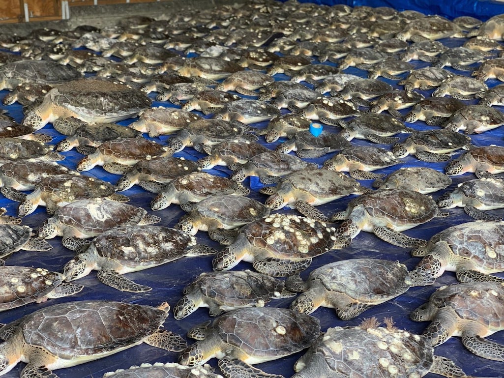 More than 11,000 sea turtles were stunned by the cold weather that plunged through Texas over the past two weeks/NPS