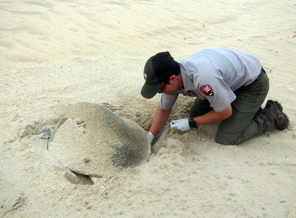 A turtle nest stringer, Padre Island National Park / NPS