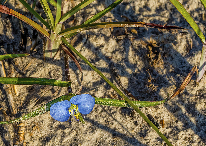 Day flower, Padre Island National Seashore / Rebecca Latson Day flower, Padre Island National Seashore / Rebecca Latson