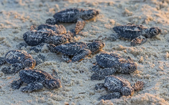 Kemp's ridley sea turtle hatchlings, Padre Island National Seashore / Rebecca Latson Kemp's ridley sea turtle hatchlings, Padre Island National Seashore / Rebecca Latson