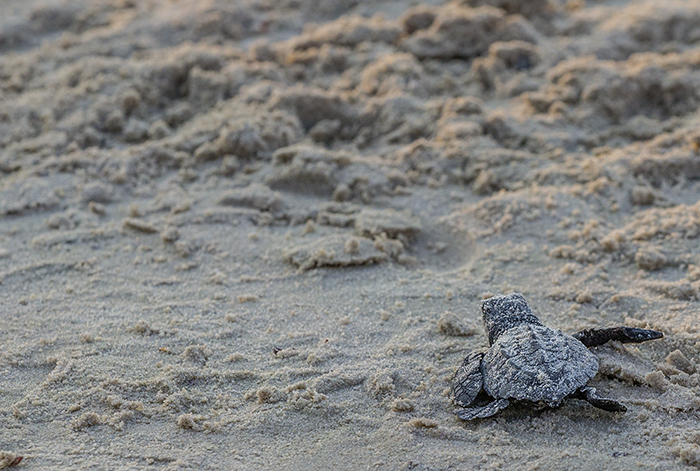"Swimming" across the sand, Padre Island National Seashore / Rebecca Latson "Swimming" across the sand, Padre Island National Seashore / Rebecca Latson