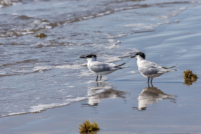 A couple of Sandwich Terns, Padre Island National Seashore / Rebecca Latson A couple of Sandwich Terns, Padre Island National Seashore / Rebecca Latson