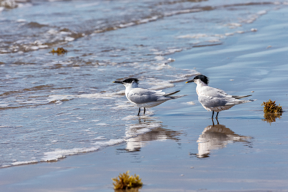 A couple of sandwich terns enjoying the beach, Padre Island National Seashore / Rebecca Latson A couple of sandwich terns enjoying the beach, Padre Island National Seashore / Rebecca Latson