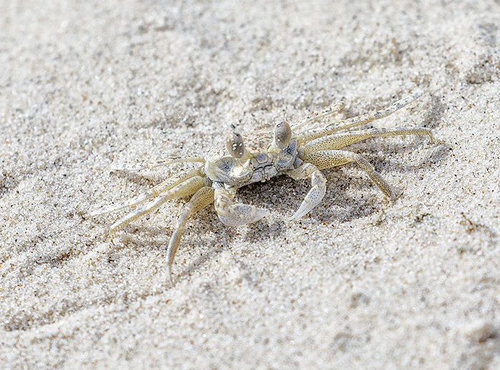 Itty bitty ghost crab (approx 3 inches long), Padre Island National Seashore / Rebecca Latson Itty bitty ghost crab (approx 3 inches long), Padre Island National Seashore / Rebecca Latson