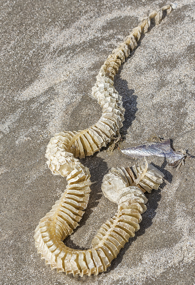 Lightning Whelk egg casing, Padre Island National Seashore / Rebecca Latson Lightning Whelk egg casing, Padre Island National Seashore / Rebecca Latson